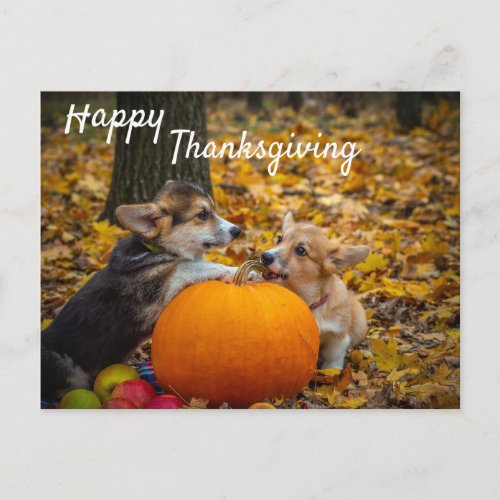 Corgi Puppies with Pumpkin Happy Thanksgiving Postcard