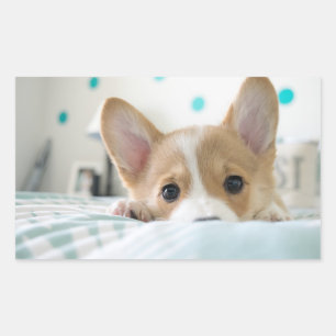 corgi puppy sticker