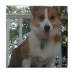 Corgi Puppy Tile