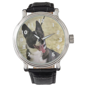 Corgi Watch
