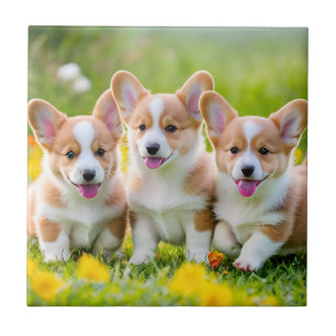 Corgies playing in the grass ceramic tile