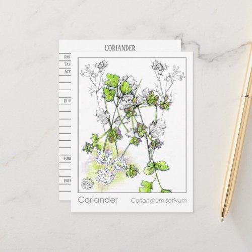 Coriander Materia Medica Herbal Study Plant Card