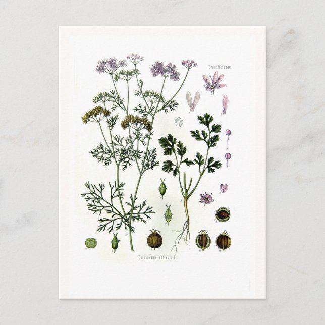 Coriander Postcard (Front)