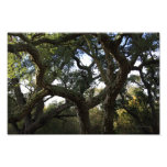 Cork Tree Or Cork Tree, Elegant Tree Photo Print at Zazzle