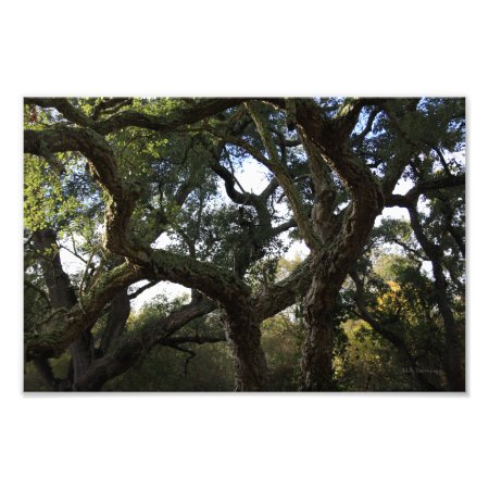 Cork Tree Or Cork Tree, Elegant Tree Photo Print