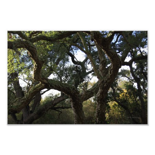 Cork tree or cork tree elegant tree photo print