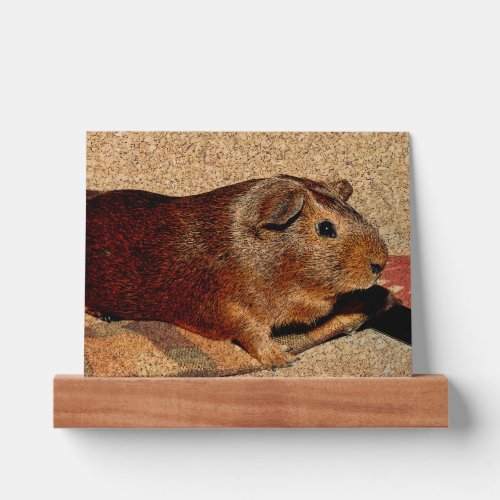 Corkboard Look Guinea Pig Picture Ledge