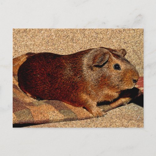 Corkboard Look Guinea Pig Postcard