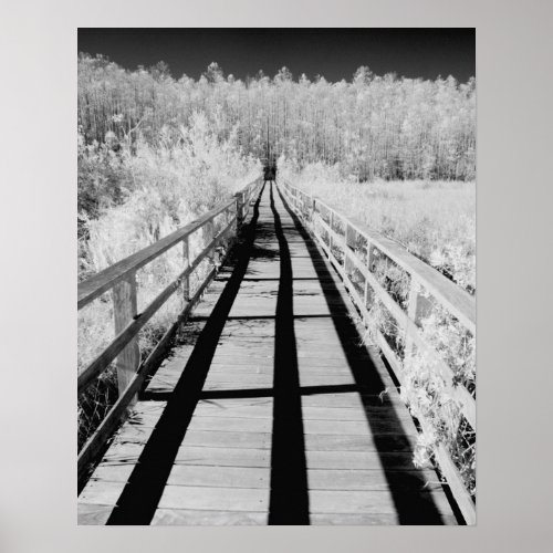 Corkscrew Swamp Sanctuary boardwalk Florida Poster