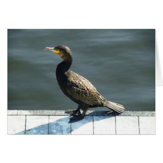 Cormorant (Front Horizontal)