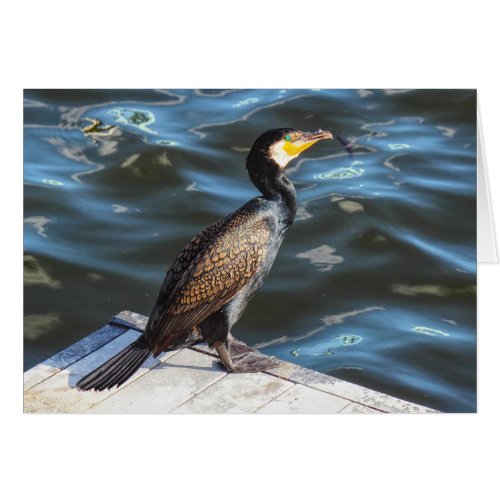 Cormorant at Cardiff Bay Cardiff Wales