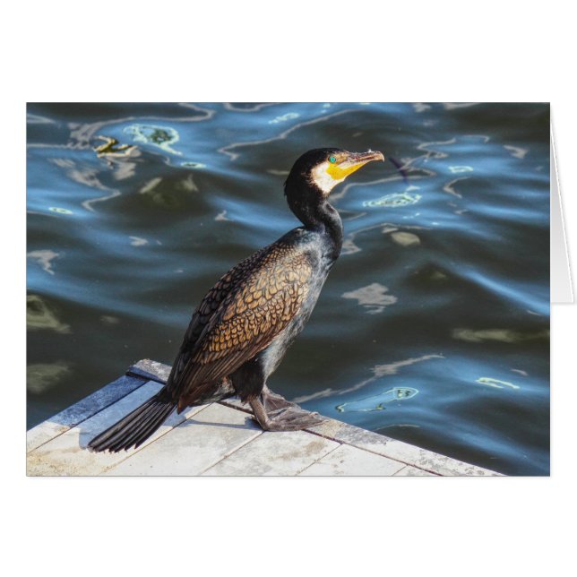 Cormorant at Cardiff Bay, Cardiff, Wales (Front Horizontal)