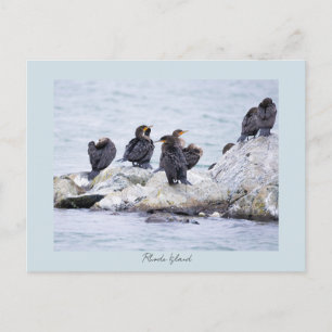 Cormorant Birds Rhode Island Postcard 