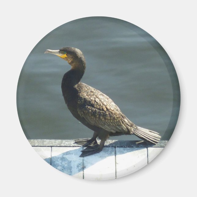 Cormorant Magnet (Front)