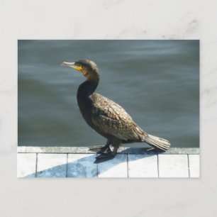 Cormorant Postcard