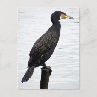 Cormorant Postcard