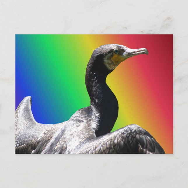Cormorant Rainbow DIY Postcard (Front)