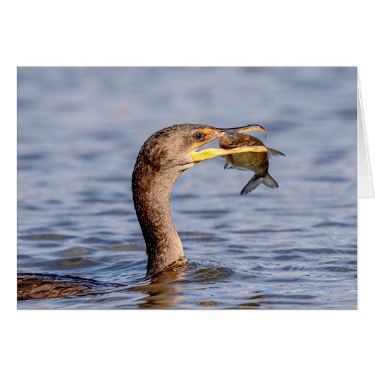 Cormorant with a fish cards (Front Horizontal)