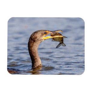 Cormorant with a fish magnet
