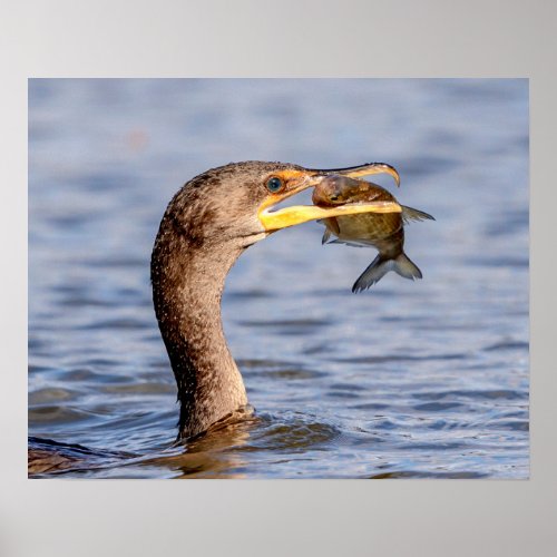 Cormorant with a fish poster