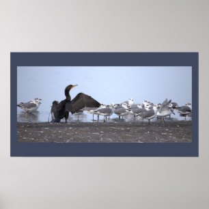 Cormorant with Seagulls Poster