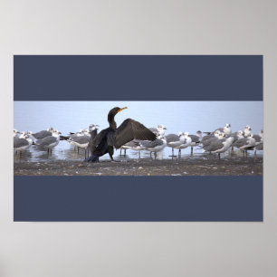 Cormorant with Seagulls Poster