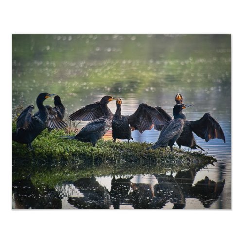 Cormorants at Famosa Slough Front Facing Photo Print
