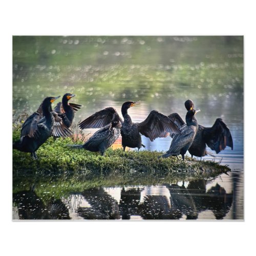 Cormorants at Famosa Slough Side Facing Photo Print