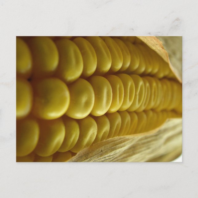 Corn close up postcard (Front)
