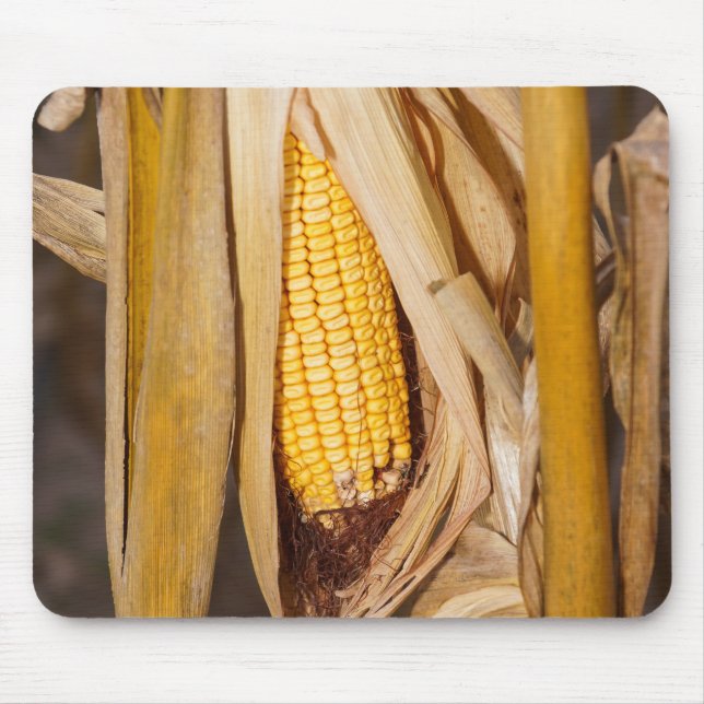Corn Cobb On Stalk Mouse Pad (Front)
