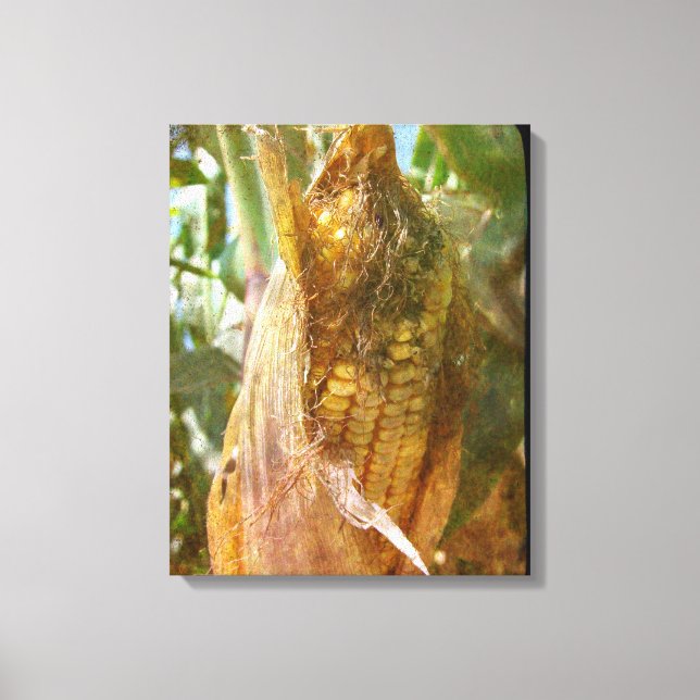 Corn Ear Almost Ready to Harvest Canvas Print (Front)