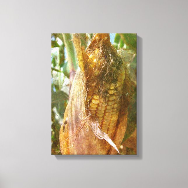 Corn Ear Almost Ready to Harvest Canvas Print (Front)