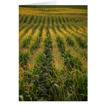 Corn Field Card by gavila_pt at Zazzle