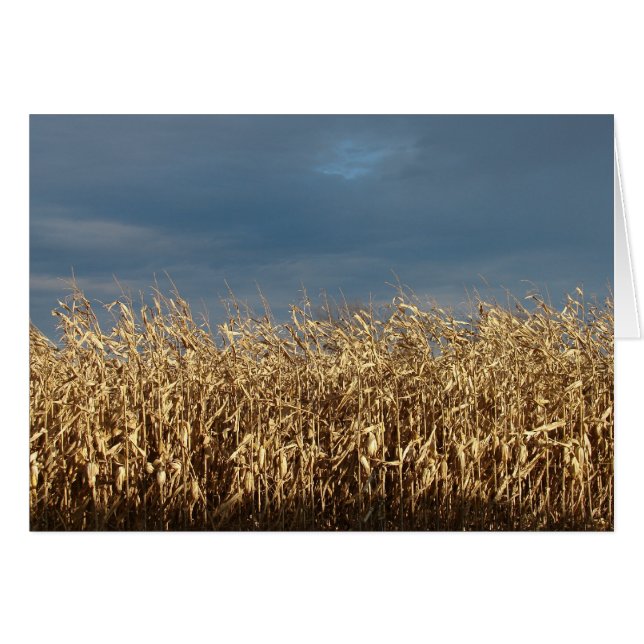 Corn Field Cards (Front Horizontal)