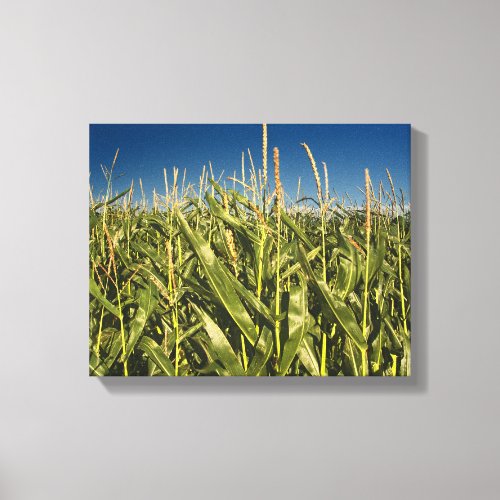 Corn Field Nature Canvas from Original Photo