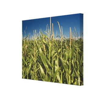 Corn Field Nature Canvas from Original Photo
