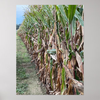 Corn Field Photo Poster