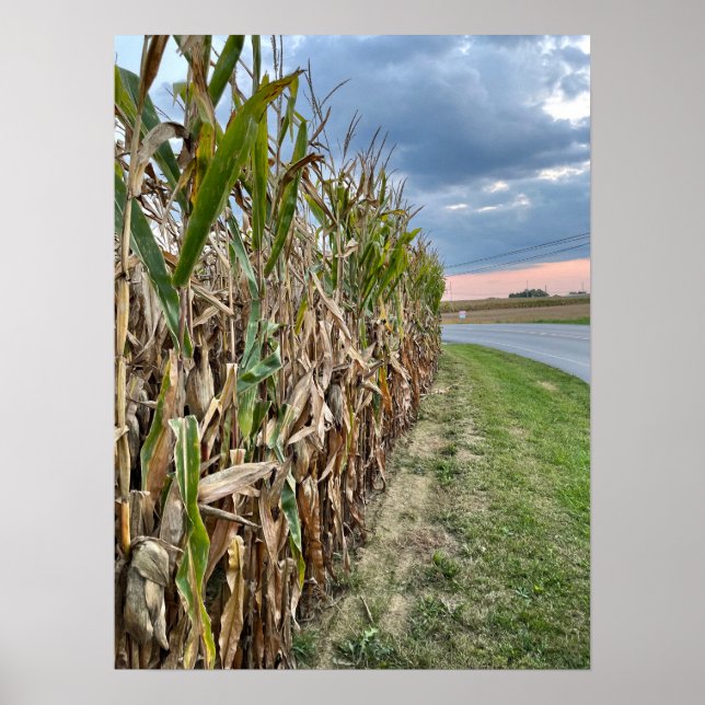 Corn Field Photo Poster  (Front)