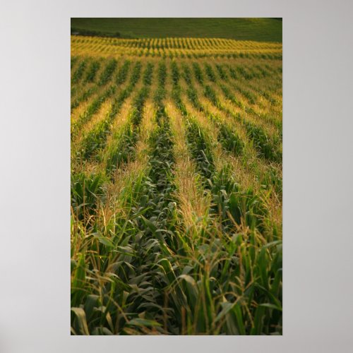 Corn field poster