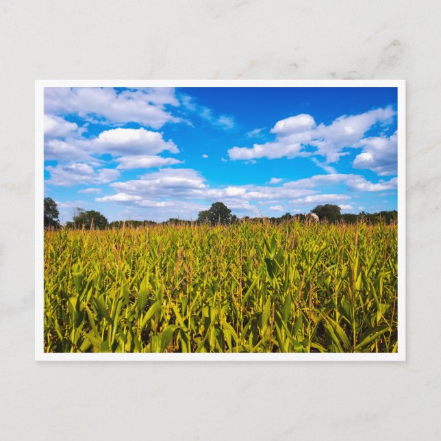 Corn fields under blue sky - photo postcard (Front)