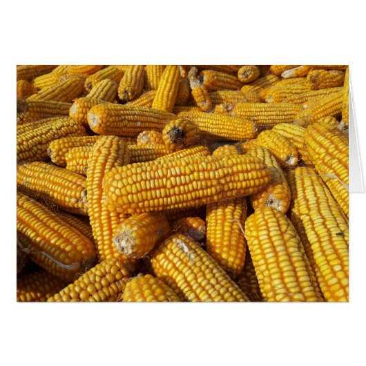 Corn Harvest Cards (Front Horizontal)