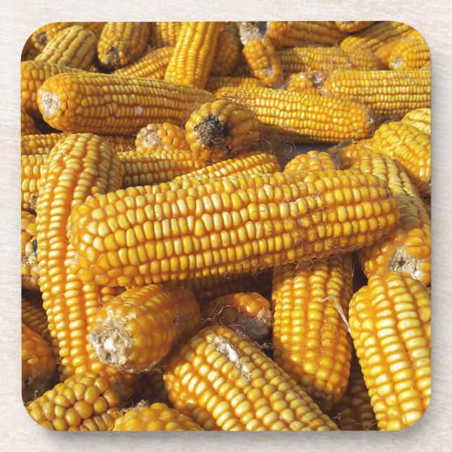 Corn Harvest Drink Coaster (Front)