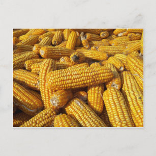 Corn Harvest Postcard