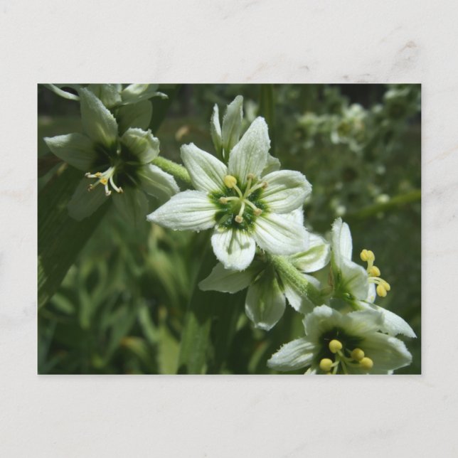 Corn Lily Postcard (Front)