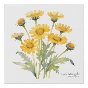 Corn Marigold in Bloom Botanical Style Faux Canvas Print