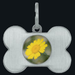 Corn Marigold Pet ID Tag<br><div class="desc">A Corn Marigold (Glebionis segetum) flower.</div>