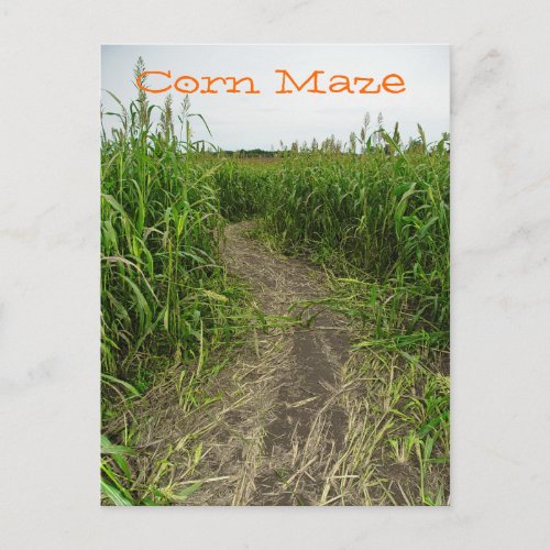 Corn Maze Postcard
