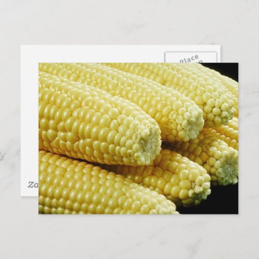 Corn on the Cob Postcard Zazzle