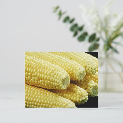Corn on the Cob Postcard Zazzle