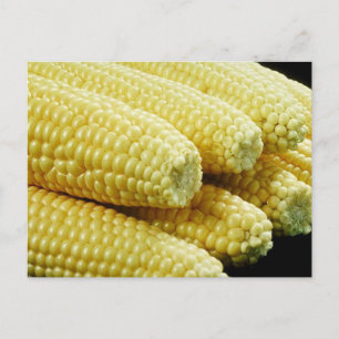 Corn on the Cob Postcard